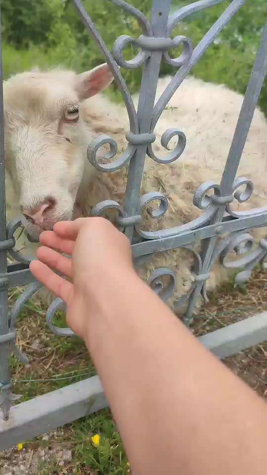 35. Impulskontrollübung "Kontakt mit anderen Tieren"-Beitrag-Bild