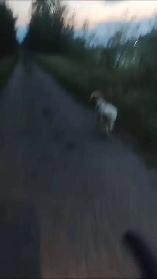 Radfahren mit Hund-Beitrag-Bild