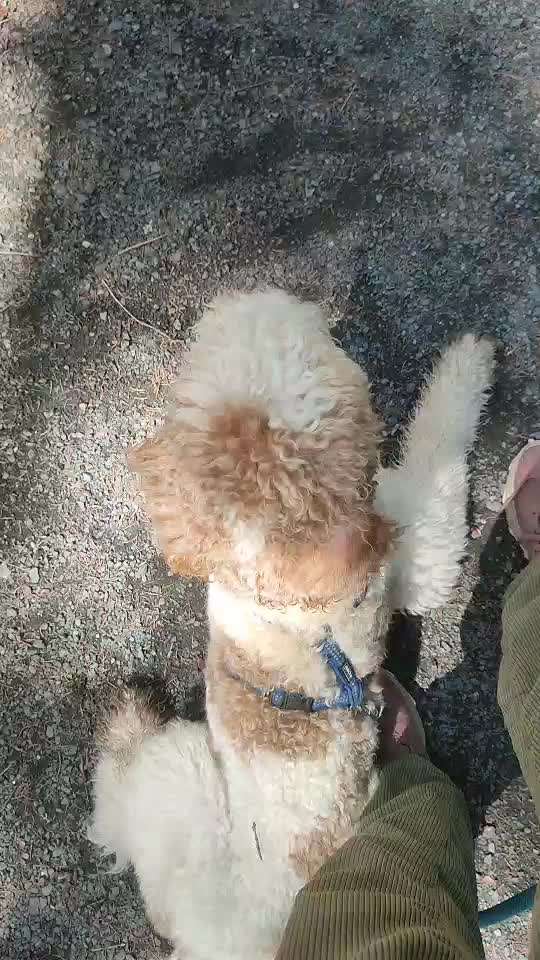 35. Impulskontrollübung "Kontakt mit anderen Tieren"-Beitrag-Bild