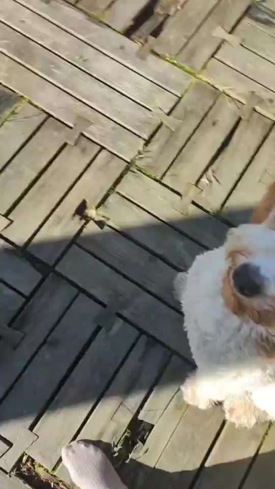 Trick Adventskalender-Beitrag-Bild