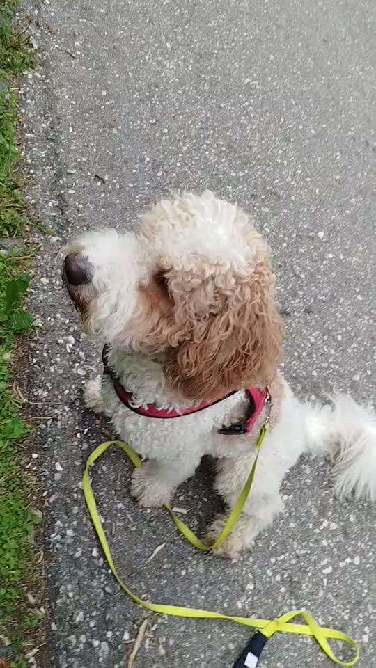 Wird das Thema Giftköder zu wenig ernst genommen?-Beitrag-Bild