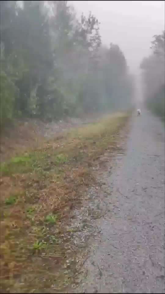 Radfahren mit Hund-Beitrag-Bild