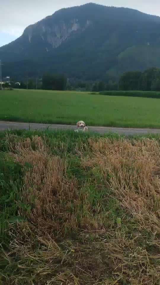 Impulskontrolle Challenge Nr 20: Jagdreiz/Bewegungsreiz aushalten-Beitrag-Bild