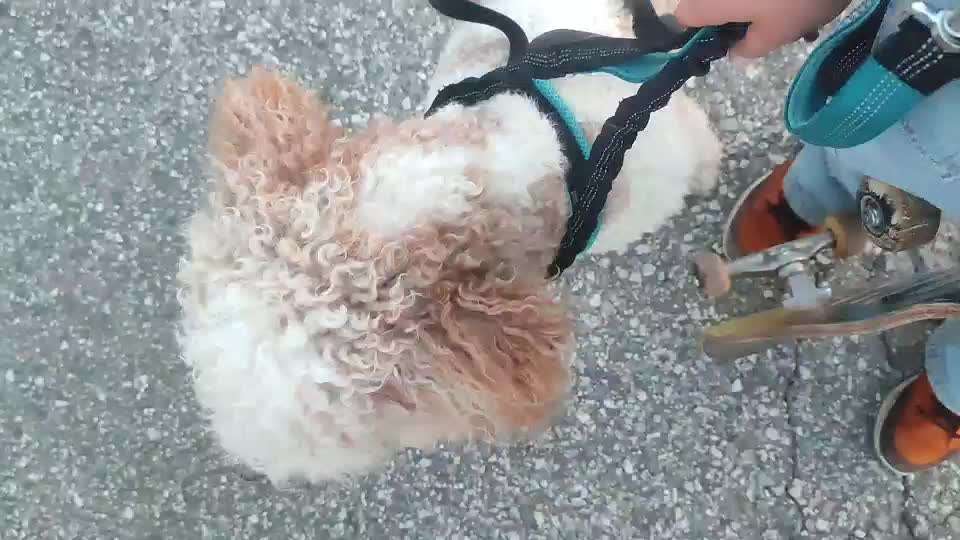 35. Impulskontrollübung "Kontakt mit anderen Tieren"-Beitrag-Bild