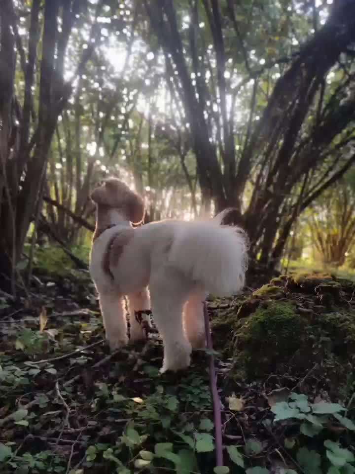 22. Kurzgeschichten Challenge: Crime-Beitrag-Bild