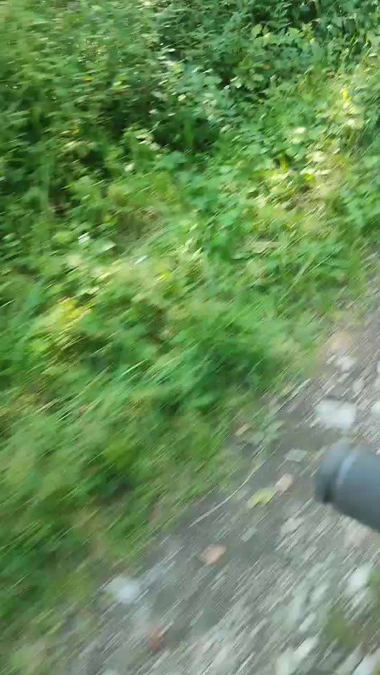 Radfahren mit Hund-Beitrag-Bild