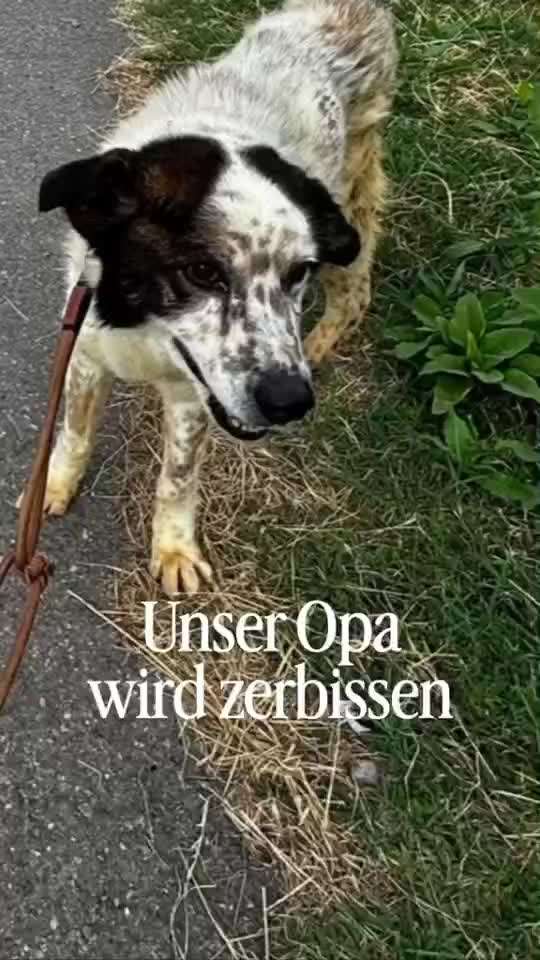 Tierschutzhunde suchen ein Zuhause-Beitrag-Bild