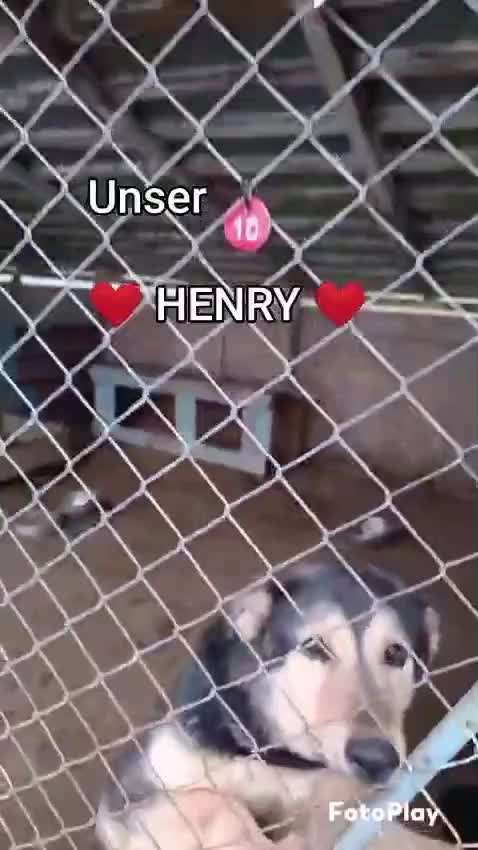 Tierschutzhunde suchen ein Zuhause-Beitrag-Bild