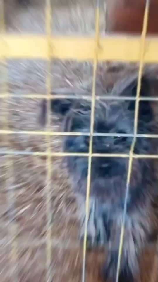 Tierschutzhunde suchen ein Zuhause-Beitrag-Bild