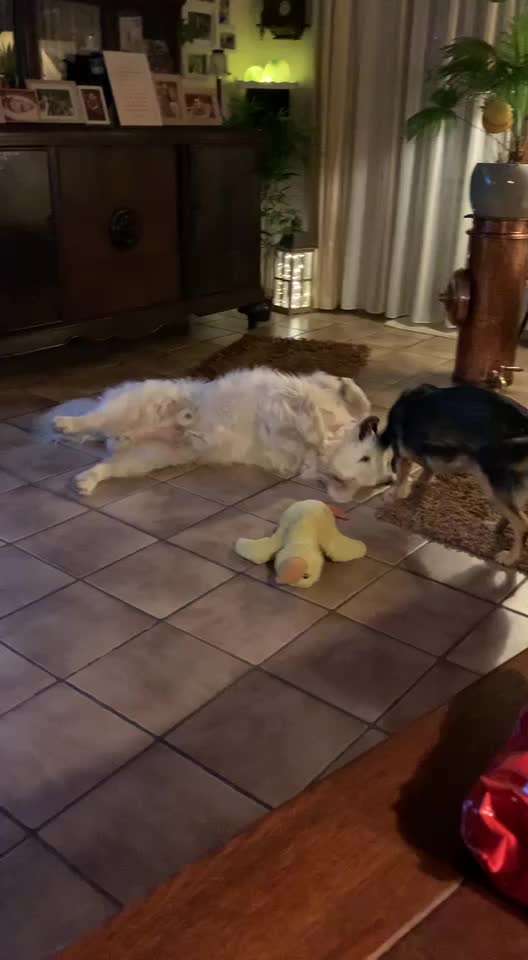 Die Dogorama Wochen Challenge-Beitrag-Bild