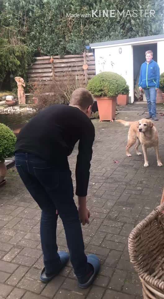 Zeigt hier Euer liebstes Video Eurer Hunde-Beitrag-Bild