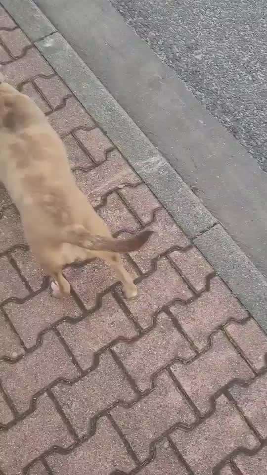 82. Trickspiel : Bleib!-Beitrag-Bild