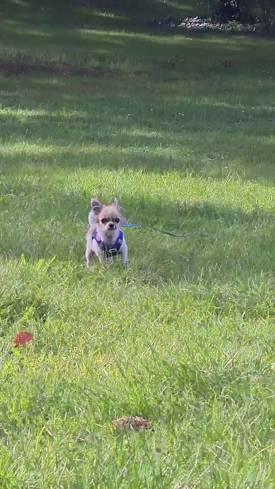 Wo sind die Chihuahua Besitzer ?-Beitrag-Bild