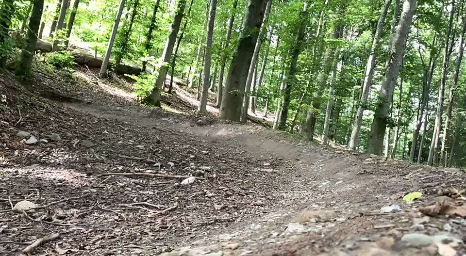 Traildog- Biken mit Hund-Beitrag-Bild