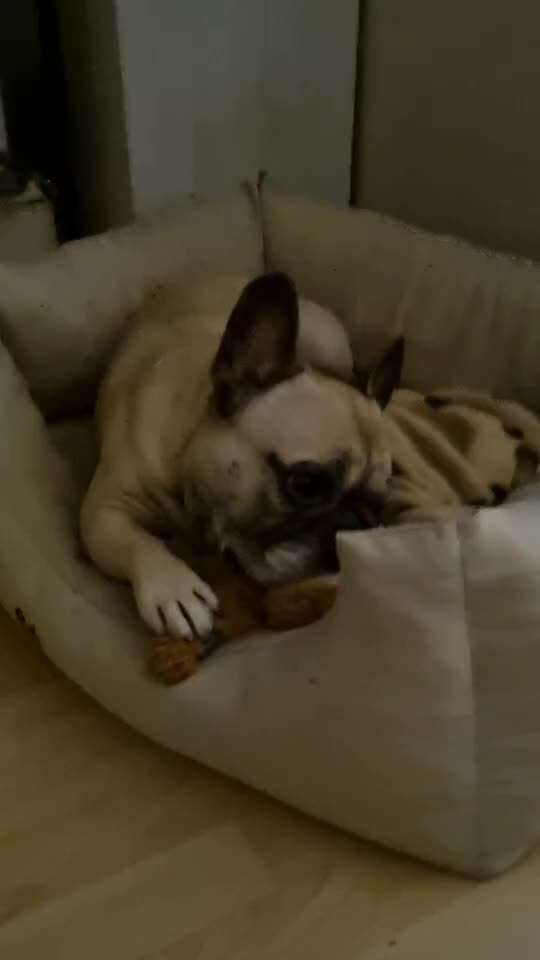 Französische Bulldoggen-Beitrag-Bild