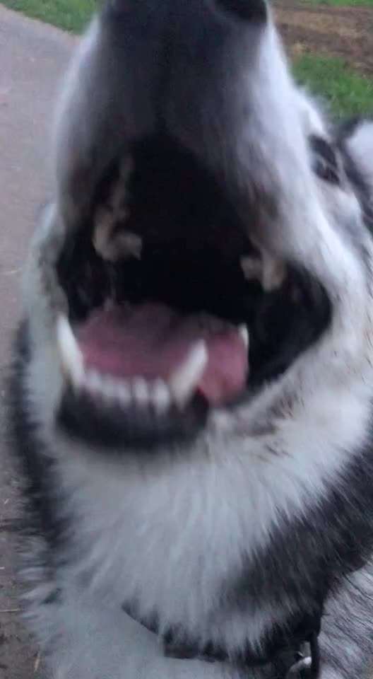 Zeigt hier Euer liebstes Video Eurer Hunde-Beitrag-Bild