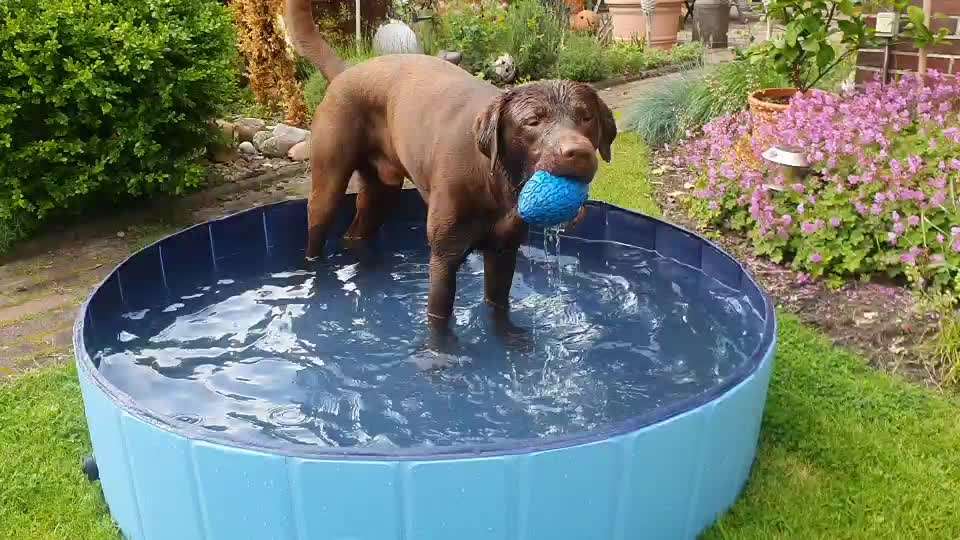 Labradorfans-Beitrag-Bild