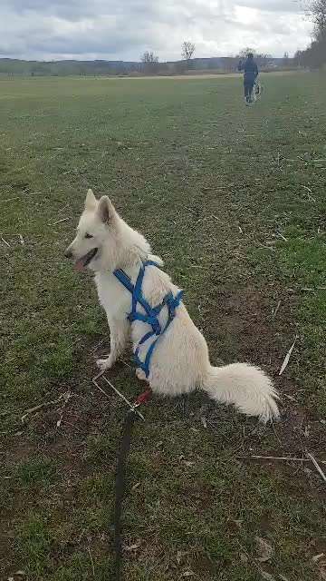 Zughundesport-Beitrag-Bild