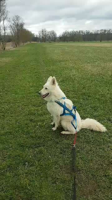 Zughundesport-Beitrag-Bild