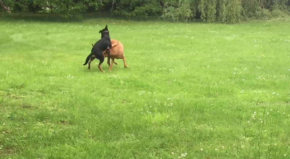 Zeigt hier Euer liebstes Video Eurer Hunde-Beitrag-Bild