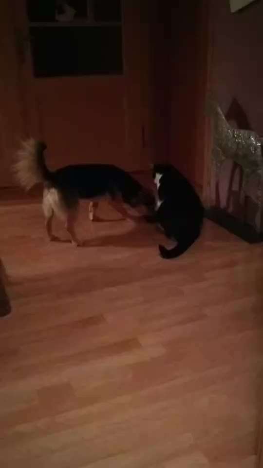 Analyse & Interpretation von Verhalten-Beitrag-Bild