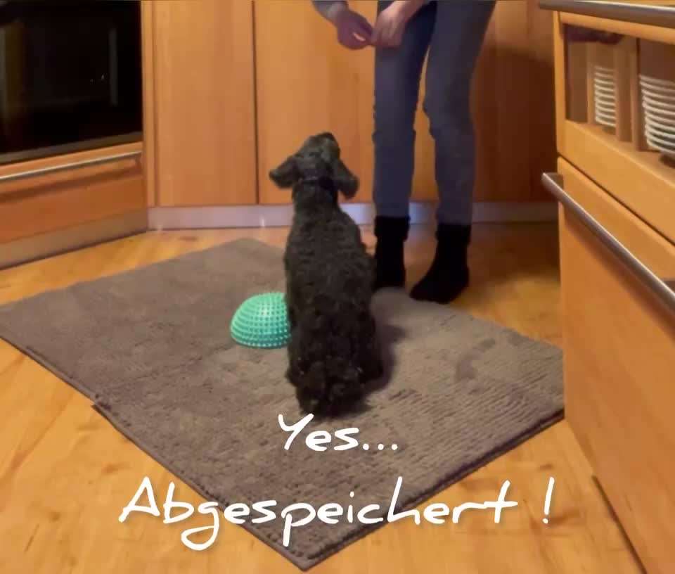 Trick Challenge 24 ,,Elefantentrick"-Beitrag-Bild