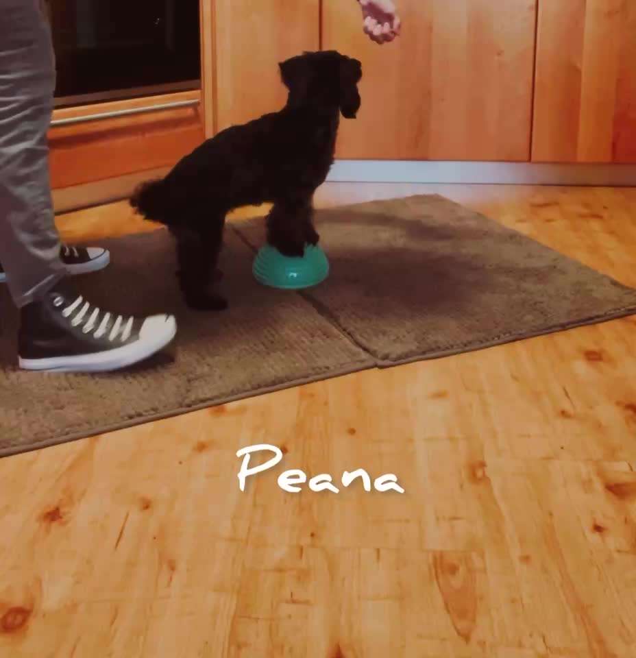 Trick Challenge 24 ,,Elefantentrick"-Beitrag-Bild