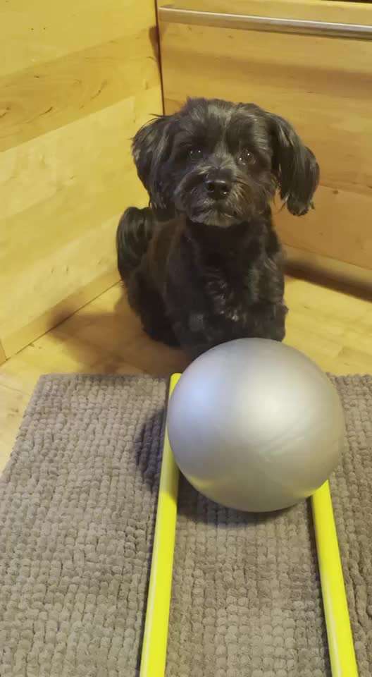 Trick Challenge Nr. 21 Treibball-Beitrag-Bild