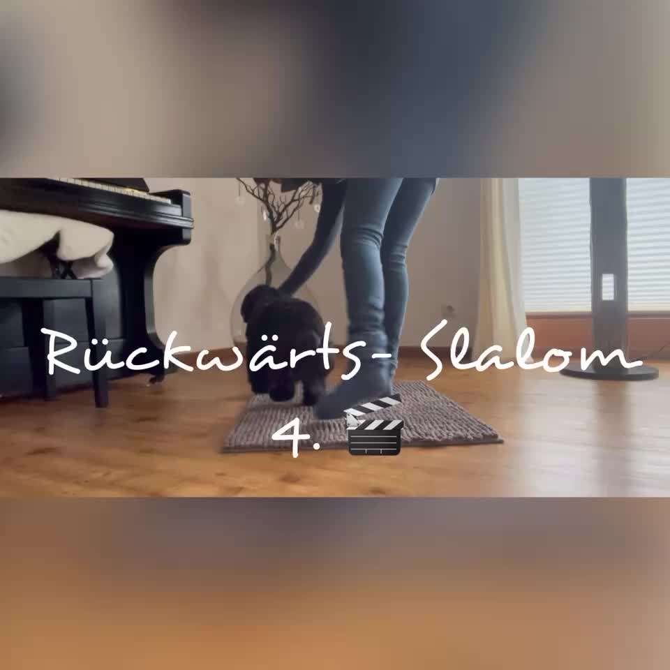 Trick Challenge Nr. 28: Slalom rückwärts-Beitrag-Bild