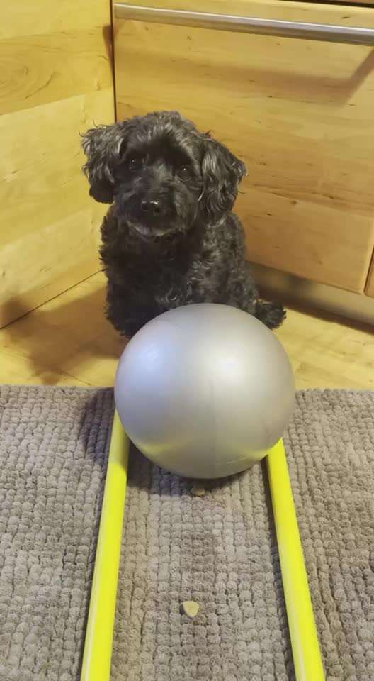 Trick Challenge Nr. 21 Treibball-Beitrag-Bild