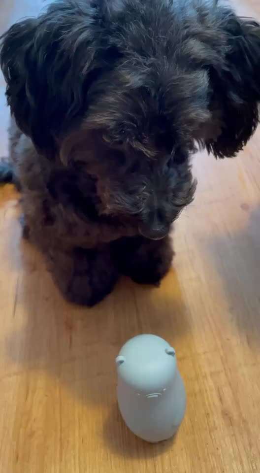 Trick- Challenge Nr. 32 " Etwas Umschmeissen mit der Pfote":-Beitrag-Bild