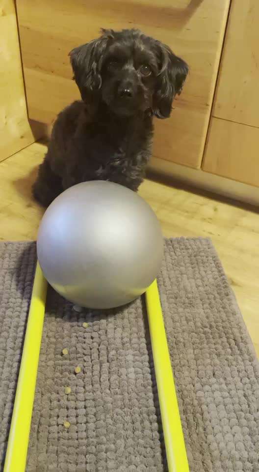 Trick Challenge Nr. 21 Treibball-Beitrag-Bild