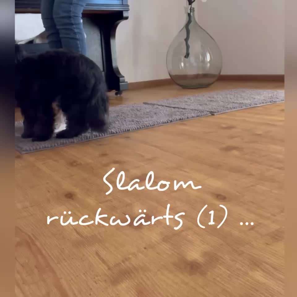 Trick Challenge Nr. 28: Slalom rückwärts-Beitrag-Bild