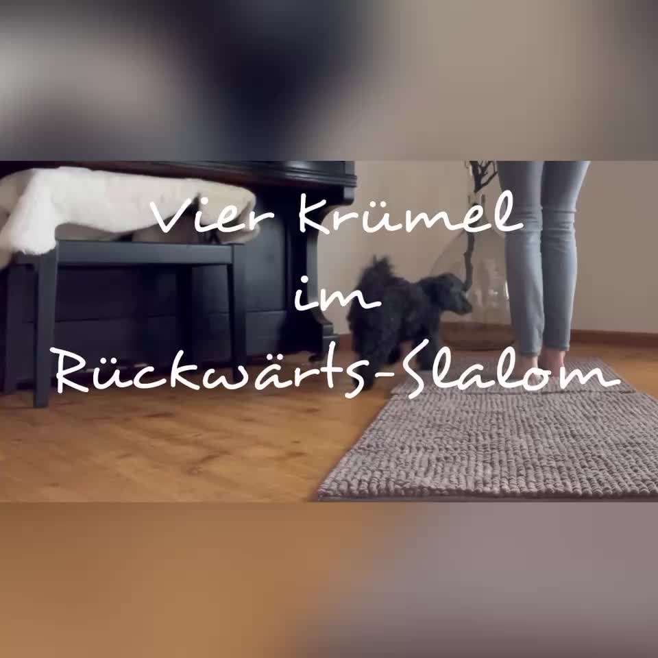 Trick Challenge Nr. 28: Slalom rückwärts-Beitrag-Bild