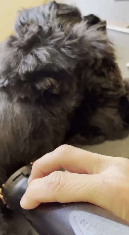 Schneideverbot für Vibrissen-Beitrag-Bild