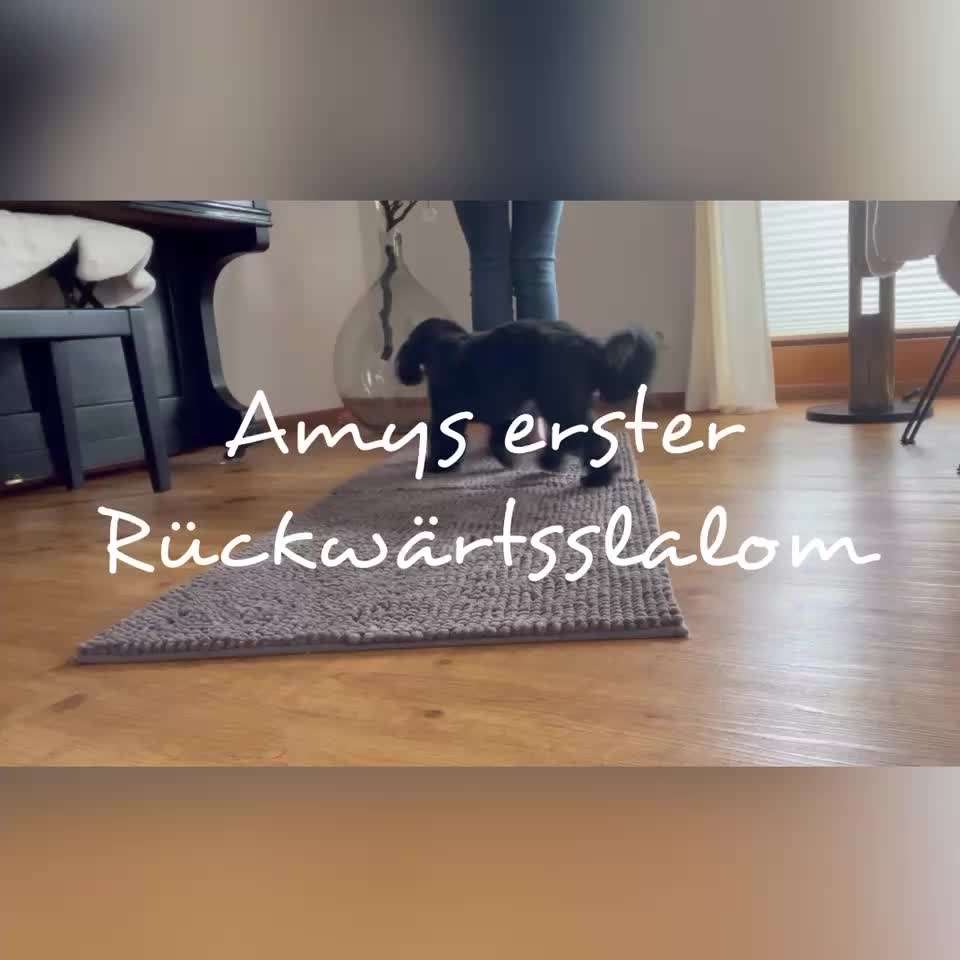 Trick Challenge Nr. 28: Slalom rückwärts-Beitrag-Bild