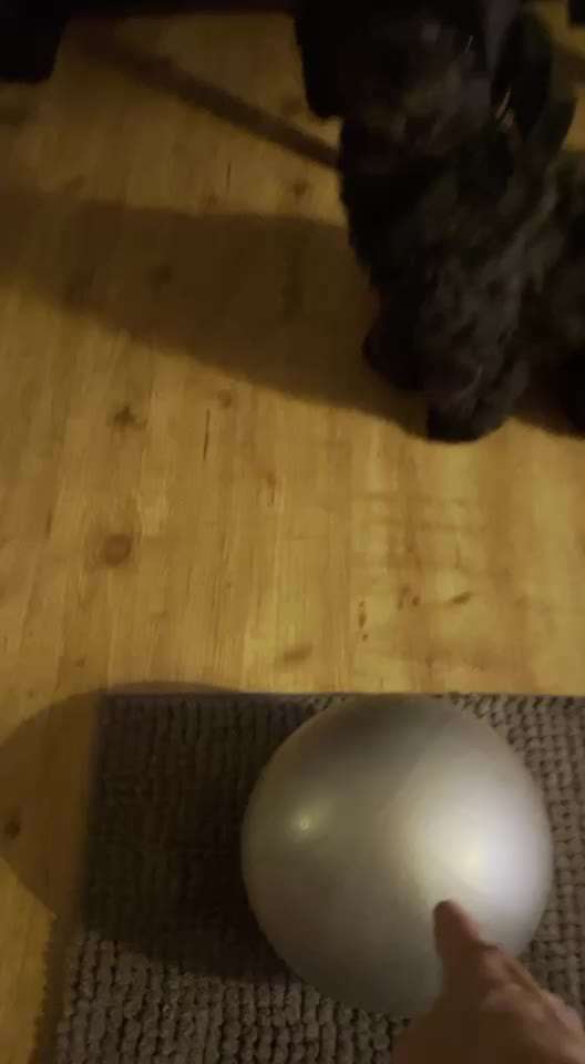 Trick Challenge Nr. 21 Treibball-Beitrag-Bild