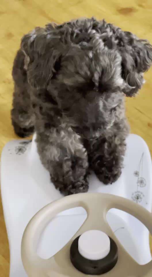 Trick- Challenge Nr. 31 ,Schieben‘-Beitrag-Bild