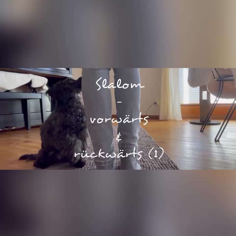 Trick Challenge Nr. 28: Slalom rückwärts-Beitrag-Bild