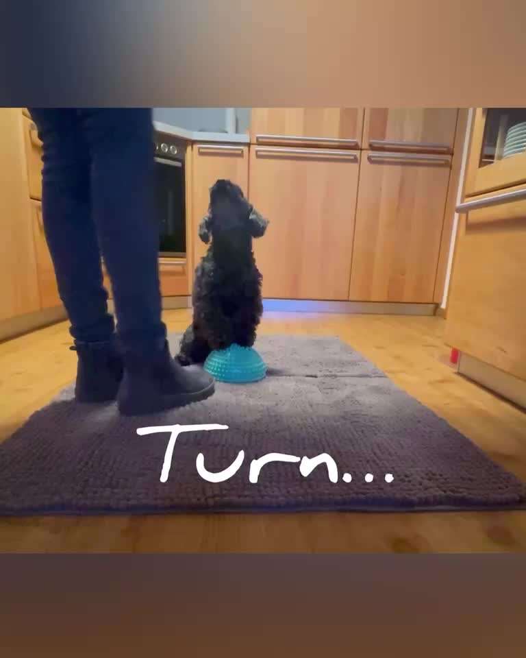 Trick Challenge 24 ,,Elefantentrick"-Beitrag-Bild