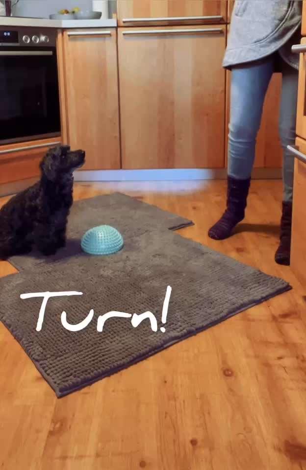 Trick Challenge 24 ,,Elefantentrick"-Beitrag-Bild