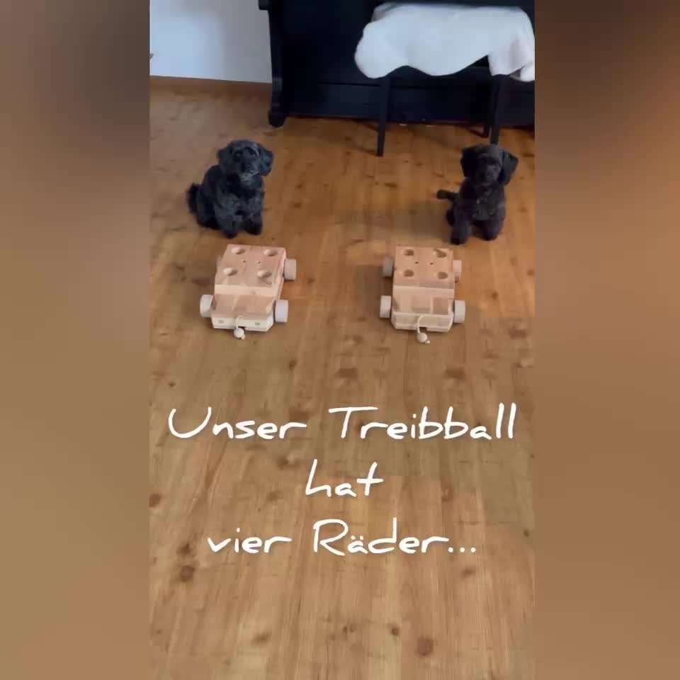 Trick Challenge Nr. 21 Treibball-Beitrag-Bild