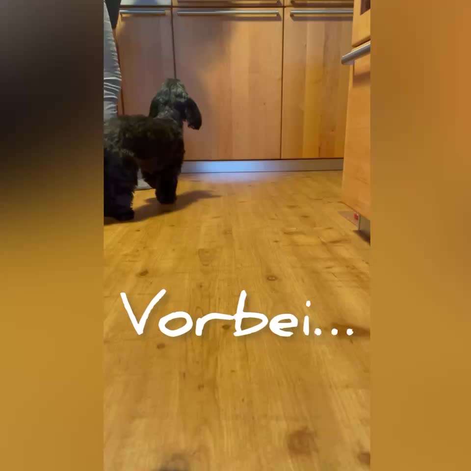 Impulskontrolle-Challenge Nr. 2: Vorbei laufen-Beitrag-Bild