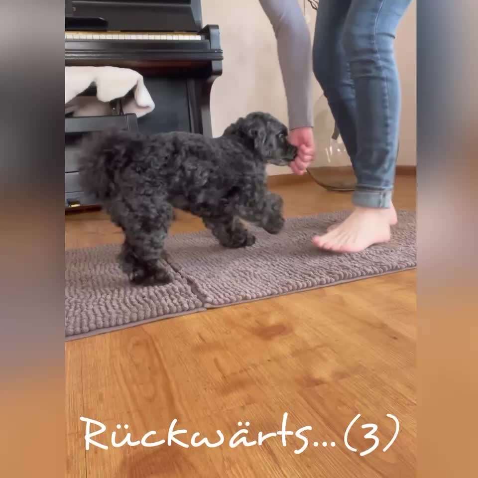 Trick Challenge Nr. 28: Slalom rückwärts-Beitrag-Bild