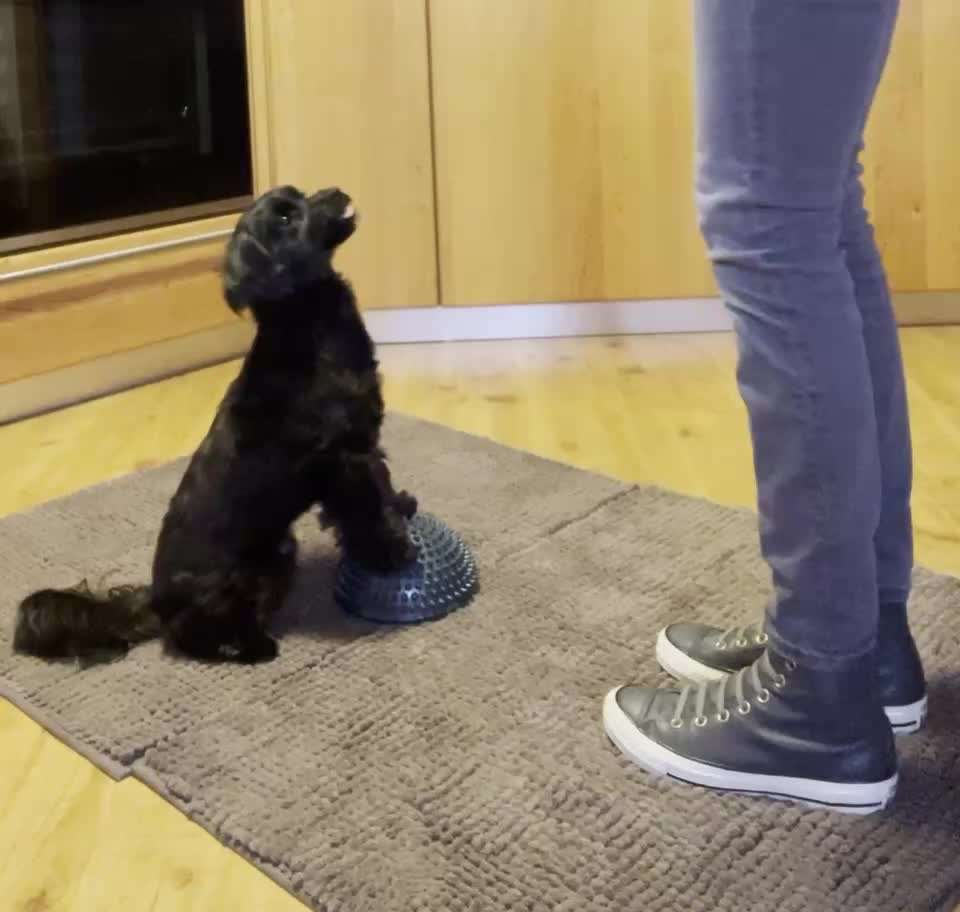 Trick Challenge 24 ,,Elefantentrick"-Beitrag-Bild