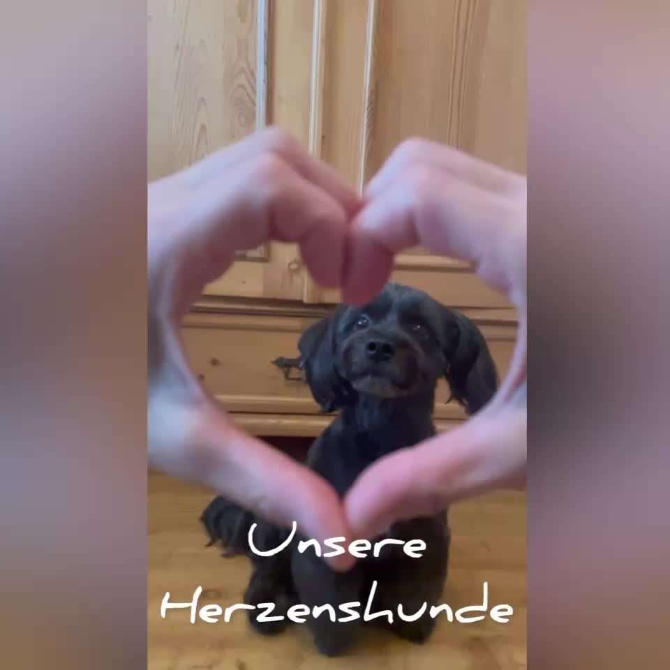 Trick Challenge Nr. 19 - Herzenshund-Beitrag-Bild