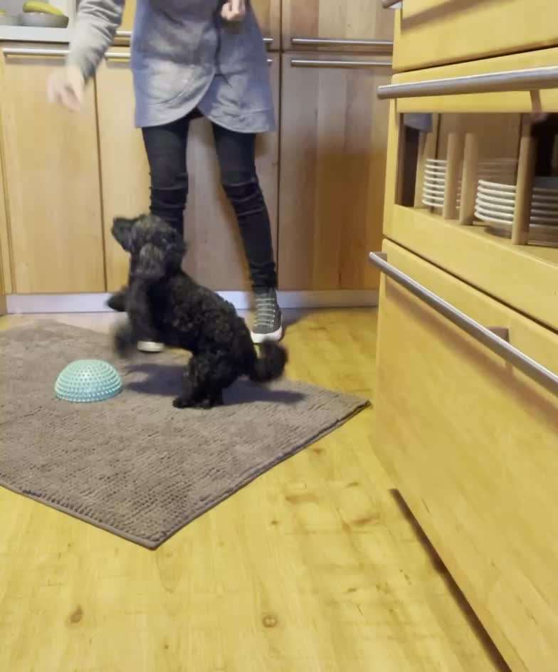 Trick Challenge 24 ,,Elefantentrick"-Beitrag-Bild