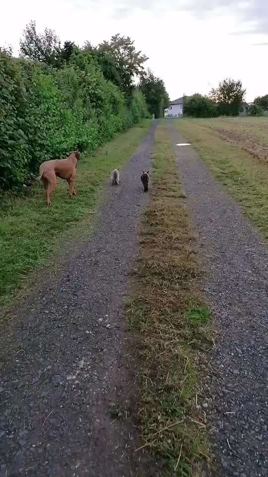 Rhodesian Ridgeback-Beitrag-Bild