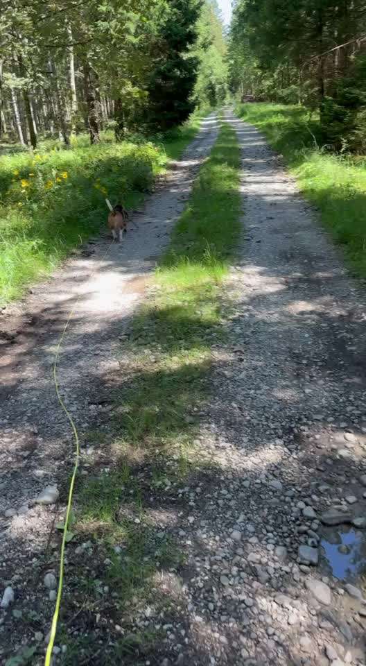 aktuelles Foto Gruppe Ausflugsziele mit Hund