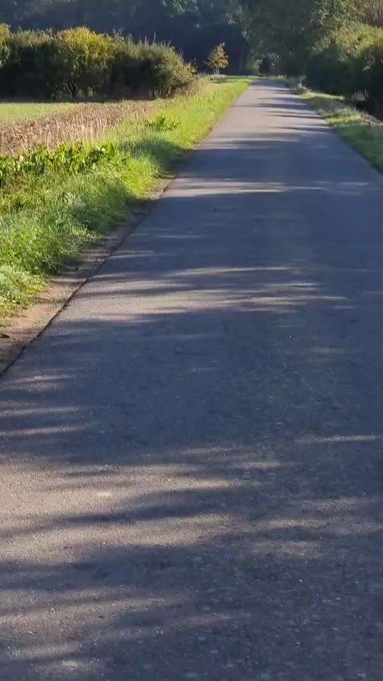 Tipps, Tricks, Klatsch und Tratsch über den Labrador-Beitrag-Bild